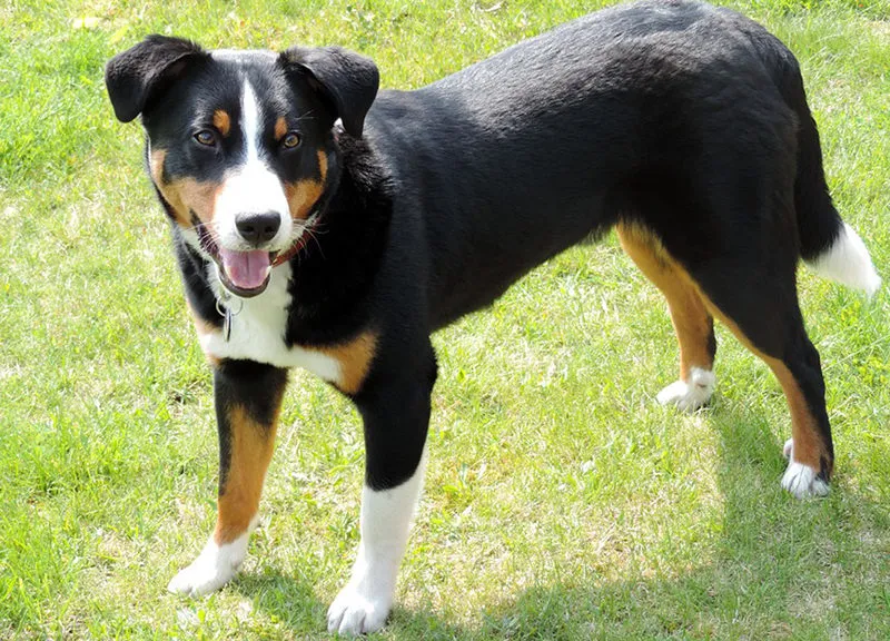 Appenzeller Mountain Dog